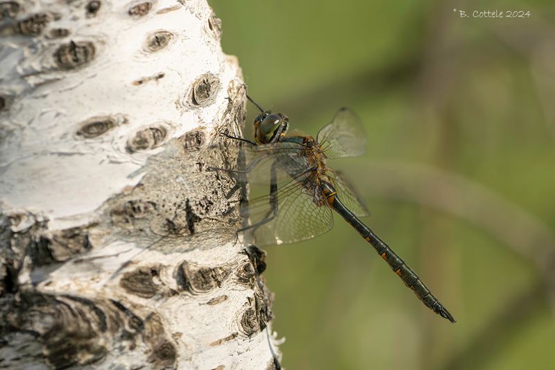 Gevlekte glanslibel - Yellow-spotted emerald - Somatochlora flavomaculata