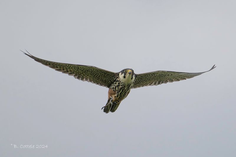 Boomvalk - Eurasian hobby - Falco subbuteo