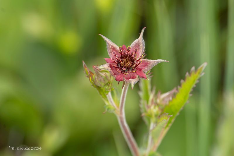 Wateraardbei - Marsh cinquefoil - Comarum palustre