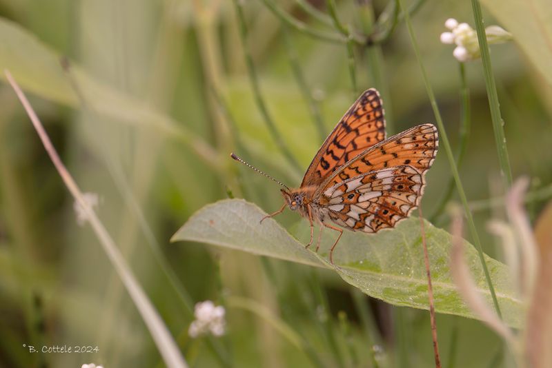 Zilveren maan - Small pearl-bordered fritillary - Boloria selene