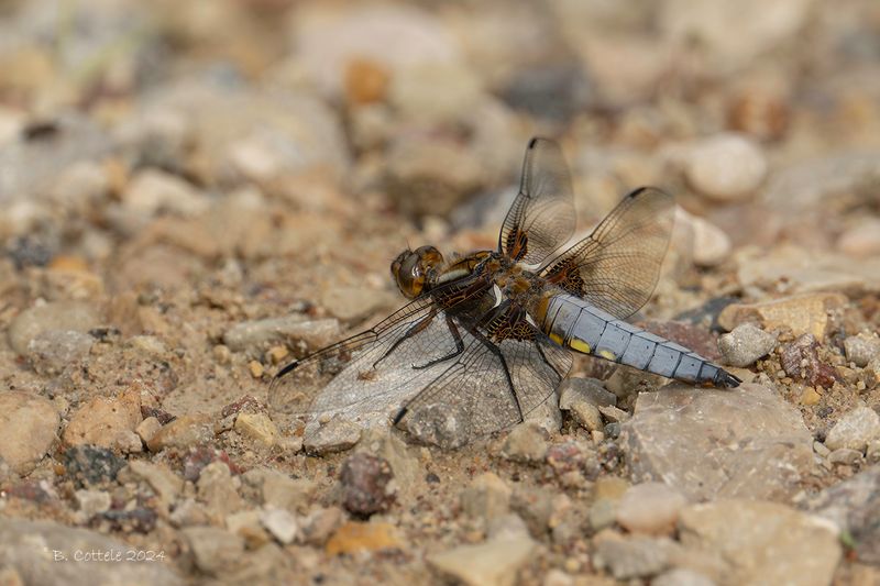 Platbuik - Broad-bodied chaser - Libellula depressa