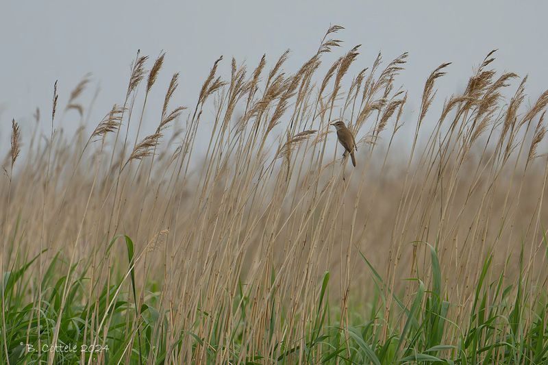 Grote karekiet - Great reed warbler - Acrocephalus arundinaceus