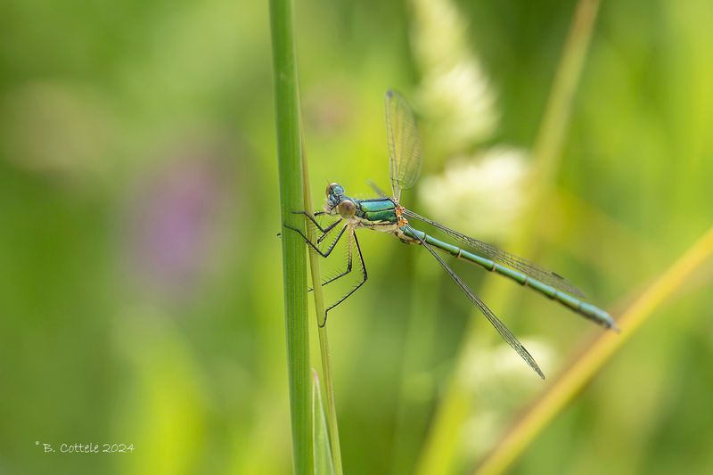 Gewone pantserjuffer - Emerald damselfly - Lestes sponsa