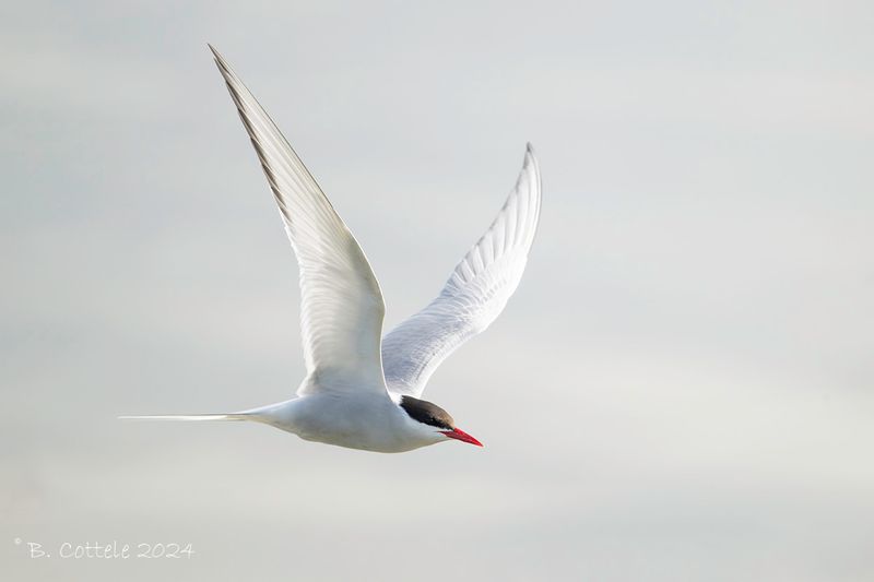 Noordse stern - Arctic tern - Sterna paradisaea