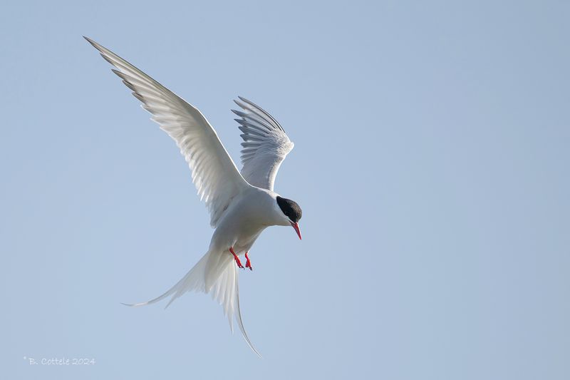 Noordse stern - Arctic tern - Sterna paradisaea