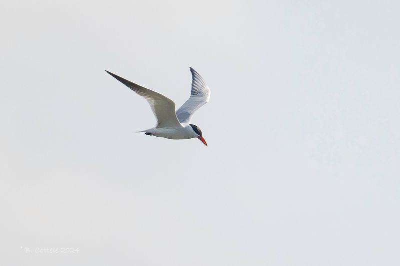 Reuzenstern - Caspian tern - Hydroprogne caspia