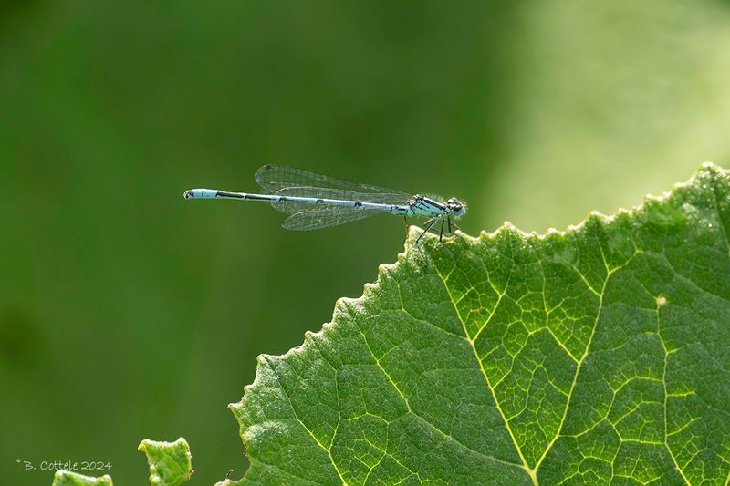 Azuurwaterjuffer - Azure damselfly - Coenagrion puella