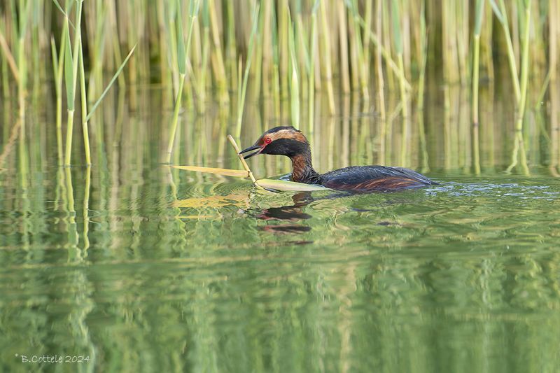 Kuifduiker - Horned grebe - Podiceps auritus
