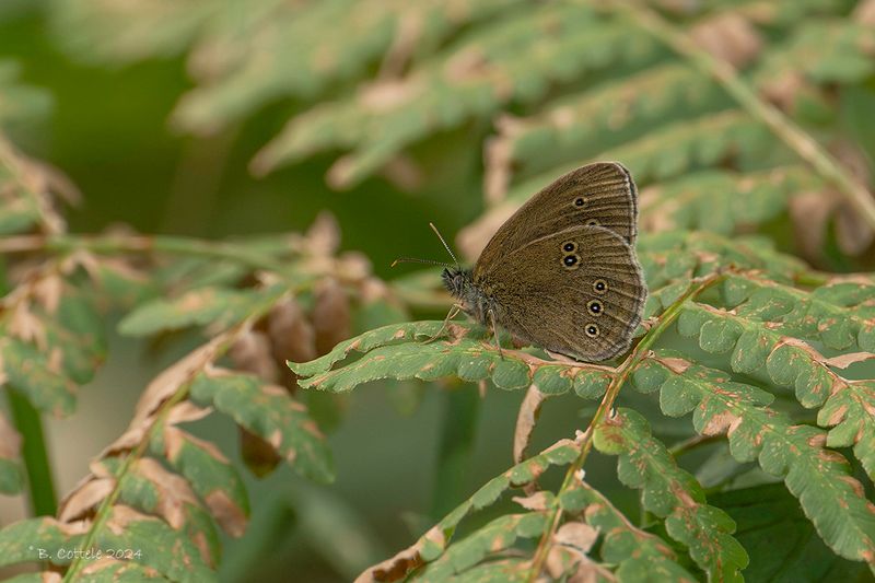 Koevinkje - Ringlet - Aphantopus hyperantus