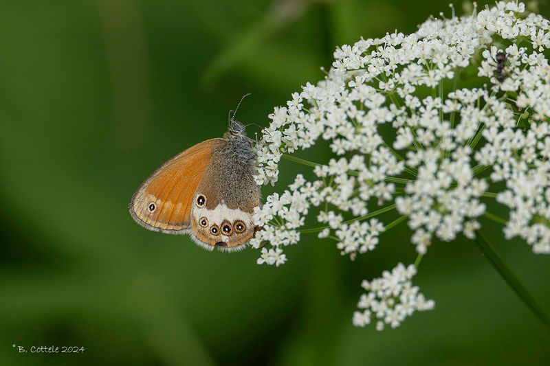 Tweekleurig hooibeestje - Pearly heath - Coenonympha arcania