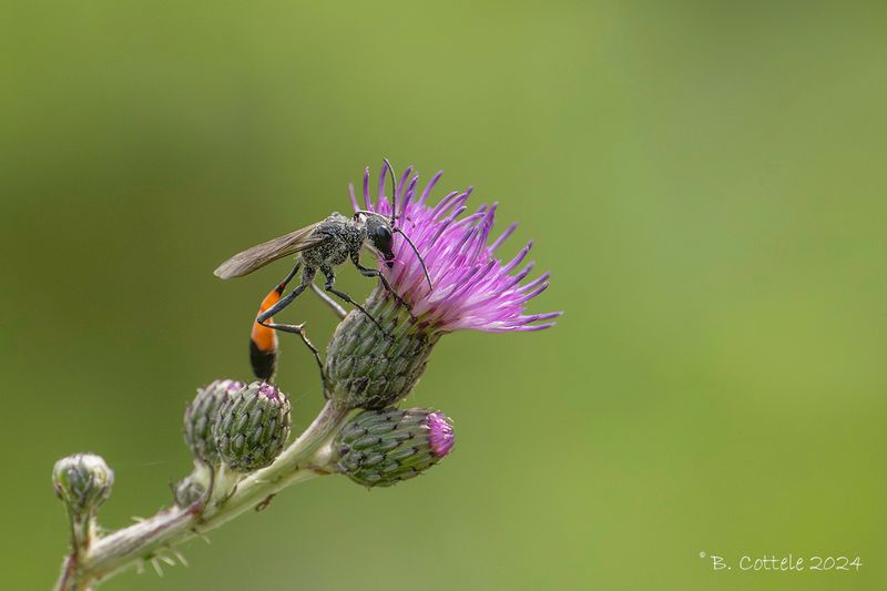 Grote rupsendoder - Red-banded sand wasp - Ammophila sabulosa