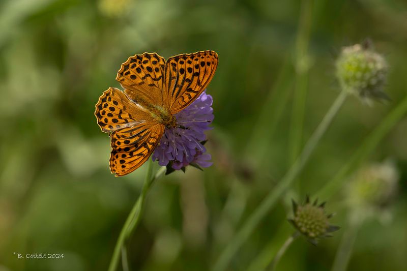 Keizersmantel - Silver-washed fritillary - Argynnis paphia