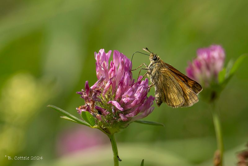 Groot dikkopje - Large skipper - Ochiodes sylvanus