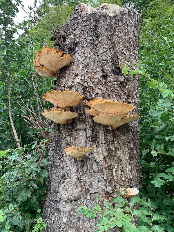 Zadelzwam - Dryad's saddle - Polyporus squamosus