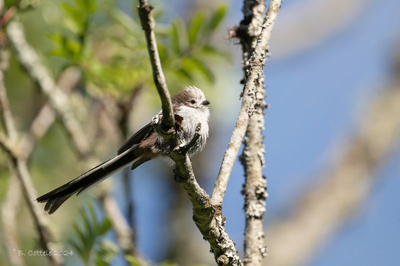 Staartmees - Long-tailed tit - Aegithalos caudatus