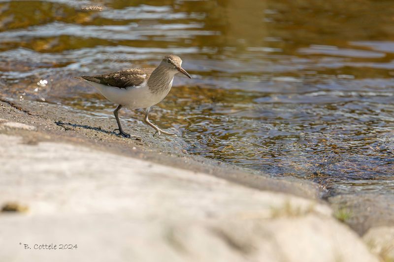Oeverloper - Common sandpiper - Actitis hypoleucos