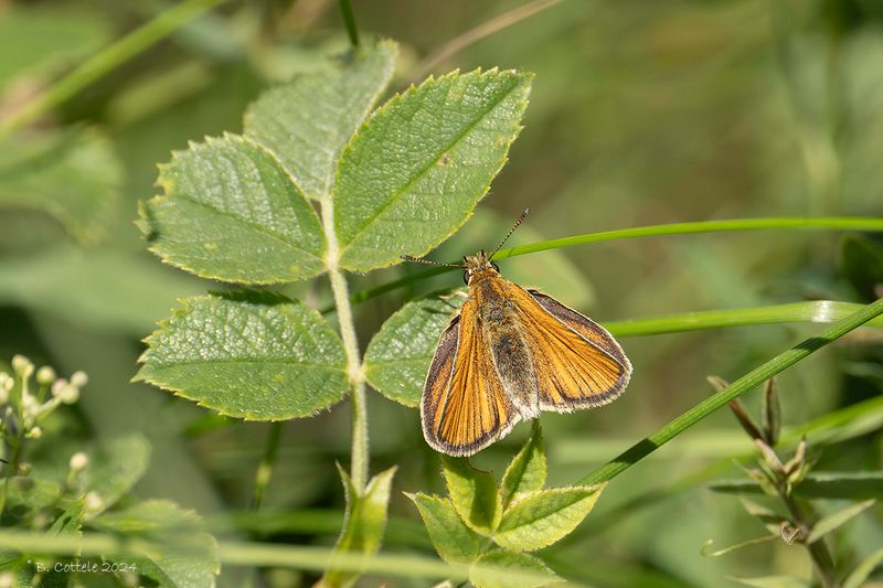 Zwartsprietdikkopje - Essex skipper - Thymelicus lineola