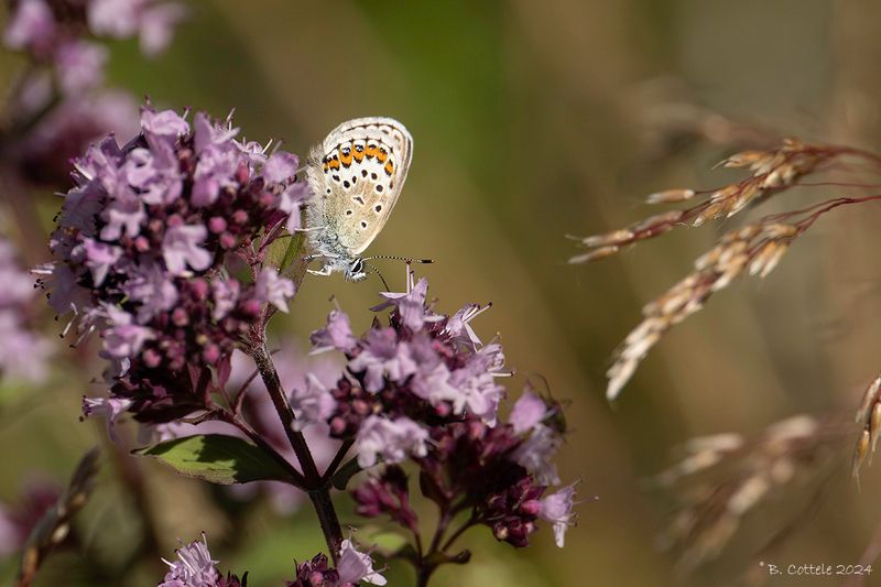 Heideblauwtje - Silver-studded blue - Plebejus argus