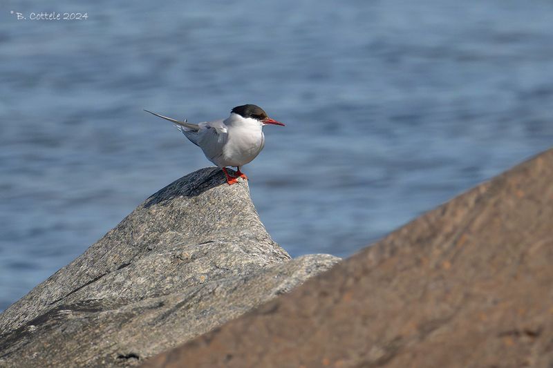 Noordse stern - Arctic tern - Sterna paradisaea