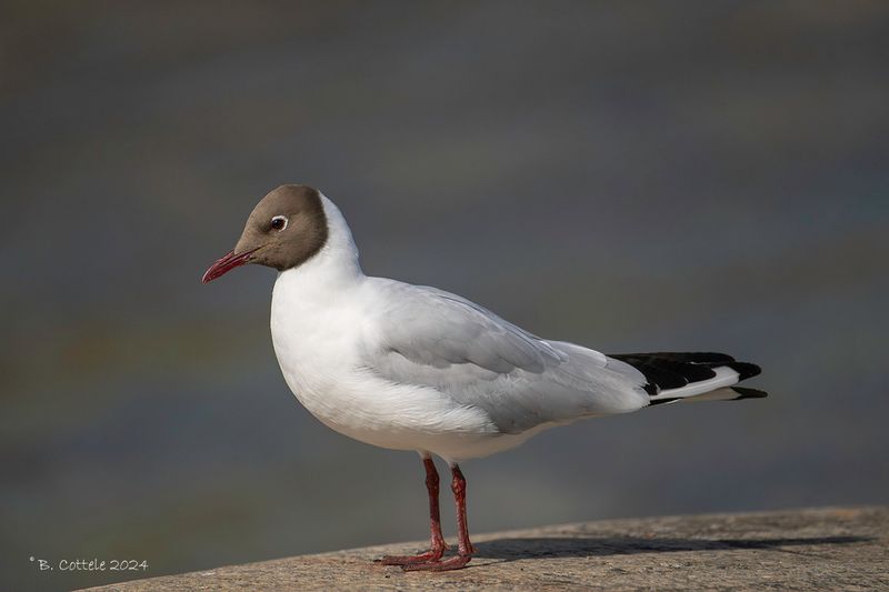 Kokmeeuw - Black-headed gull - Chroicocephalus ridibundus