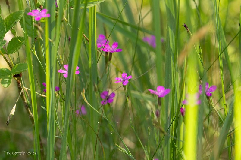 Steenanjer - Maiden pink - Dianthus deltoides