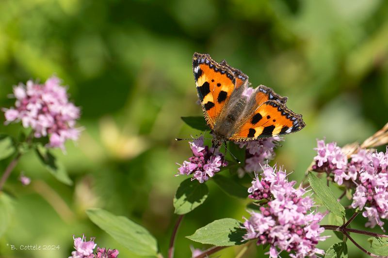 Kleine vos - Small tortoiseshell - Aglais urticae