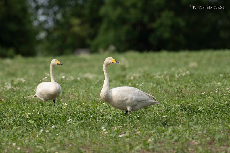 Wilde zwaan - Whooper swan - Cygnus cygnus
