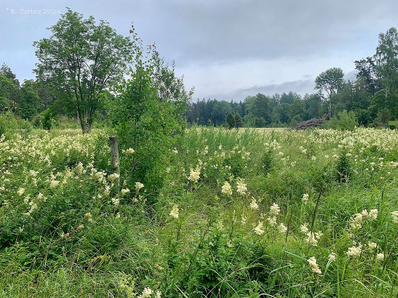 Bloemenweide - Flowered meadow