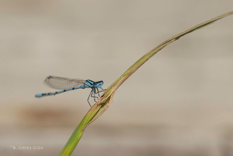 Watersnuffel - Common blue damselfy - Enallagma cyathigerum