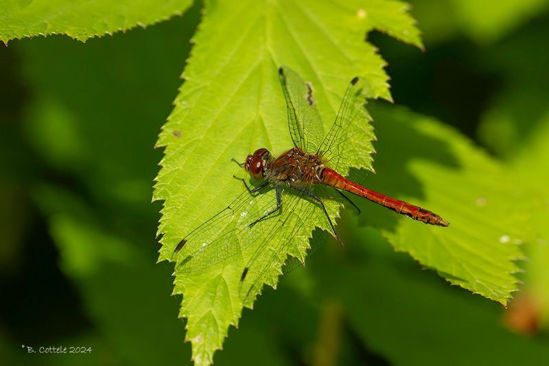 Bloedrode heidelibel - Ruddy darter - Sympetrum sanguineum