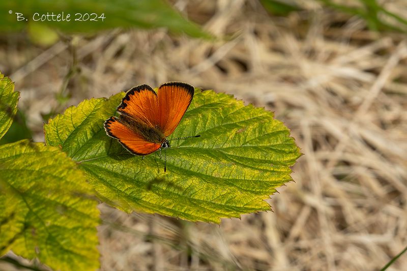 Morgenrood - Scarce copper - Lycaena virgaureae