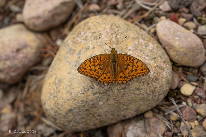 Bosrandparelmoervlinder - High brown fritillary - Fabriciana adippe