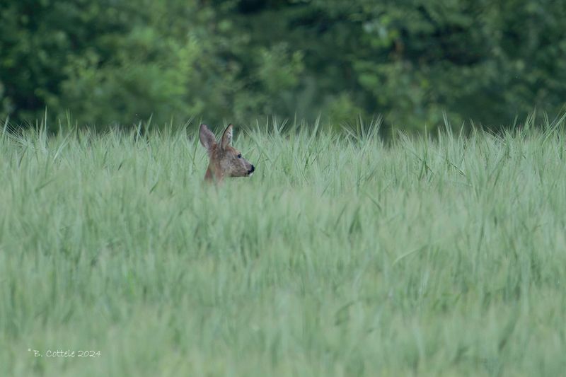 Ree - Roe deer - Capreolus capreolus