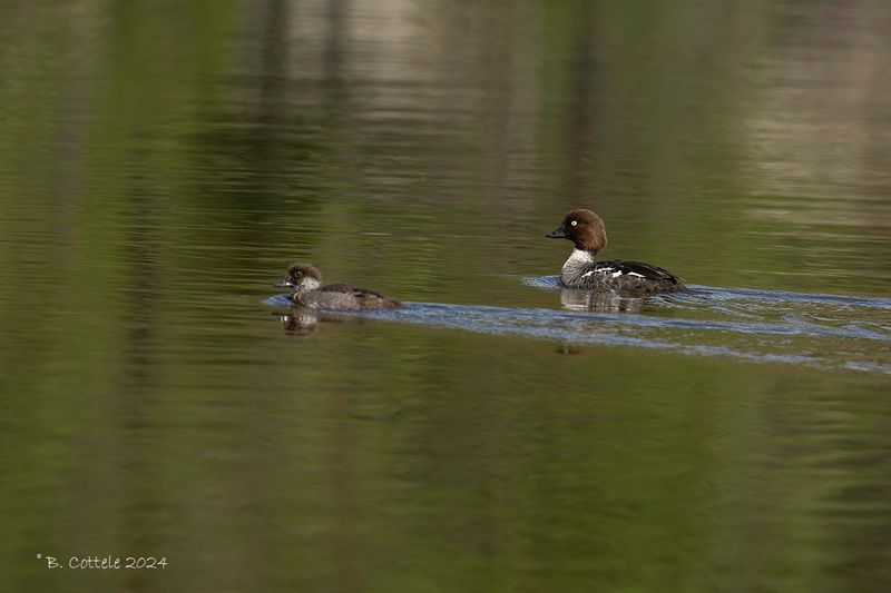 Brilduiker - Common goldeneye - Bucephala clangula