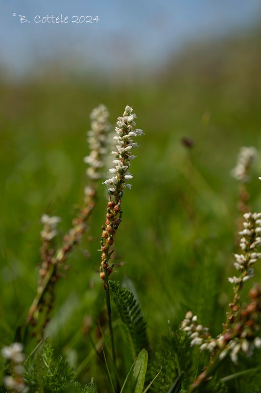 Knolduizendknoop - Alpine bistort - Persicaria vivipara 