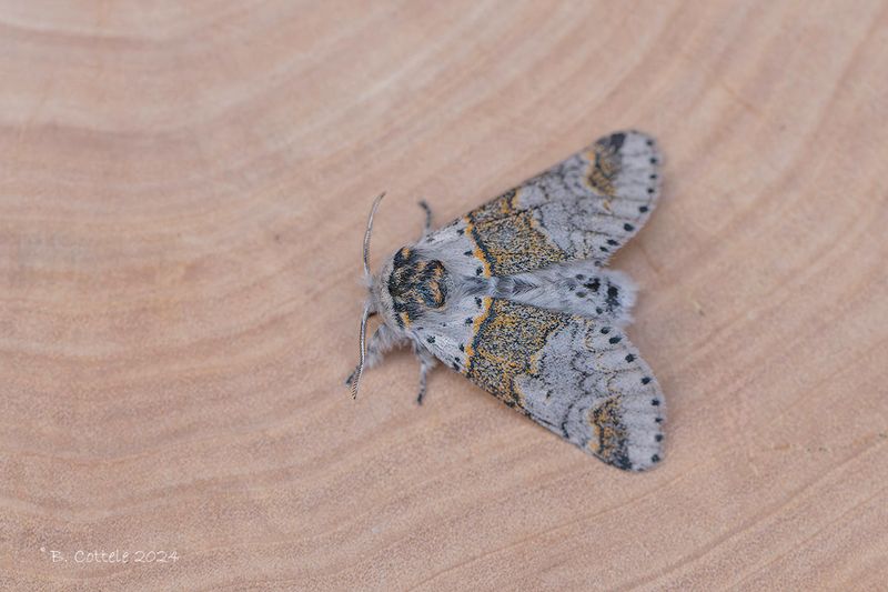 Kleine hermelijnvlinder - Sallow kitten - Furcula furcula