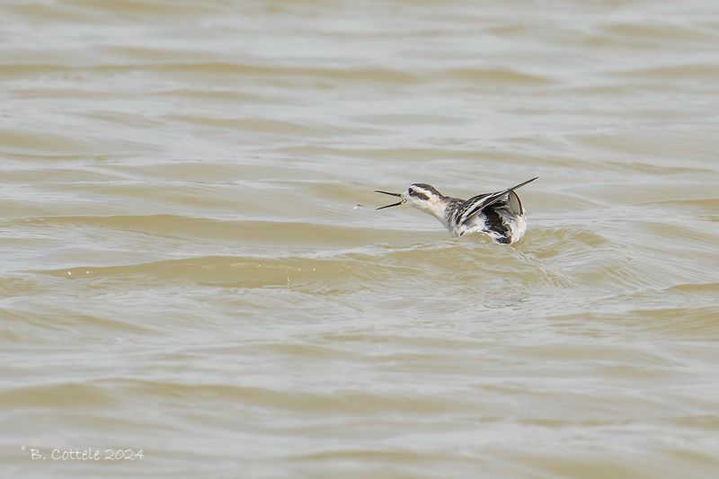 Grauwe franjepoot - Red-necked phalarope - Phalaropus lobatus