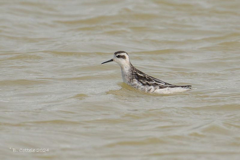 Grauwe franjepoot - Red-necked phalarope - Phalaropus lobatus