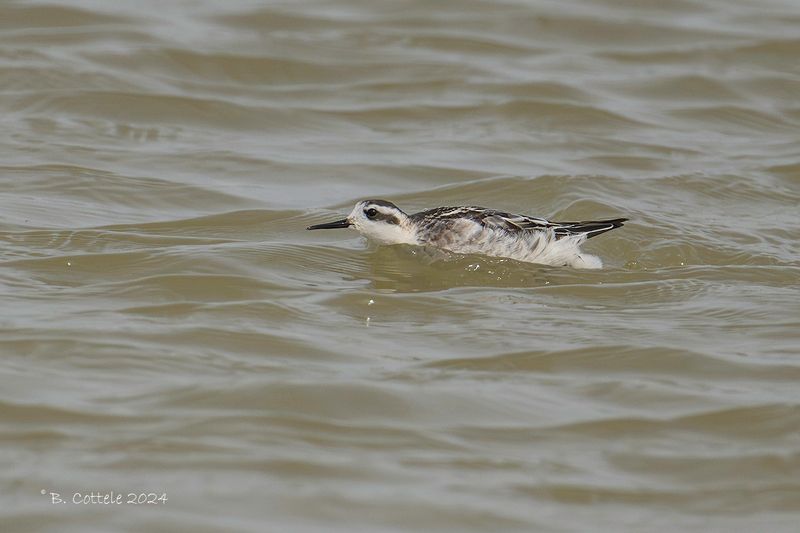 Grauwe franjepoot - Red-necked phalarope - Phalaropus lobatus