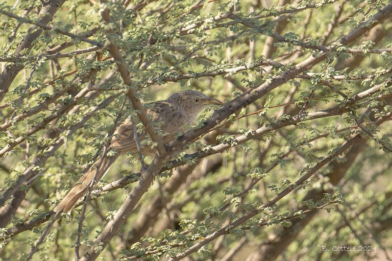 Arabische babbelaar - Arabian babbler - Argya squamiceps