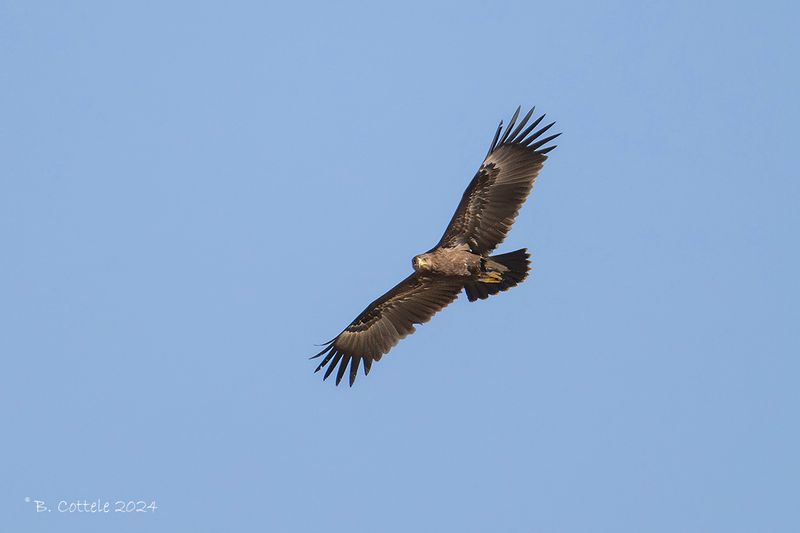 Bastaardarend - Greater spotted eagle - Clanga clanga