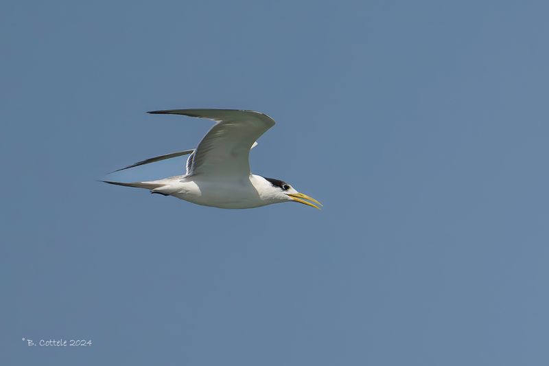 Grote kuifstern - Great crested tern - Thalasseus bergii