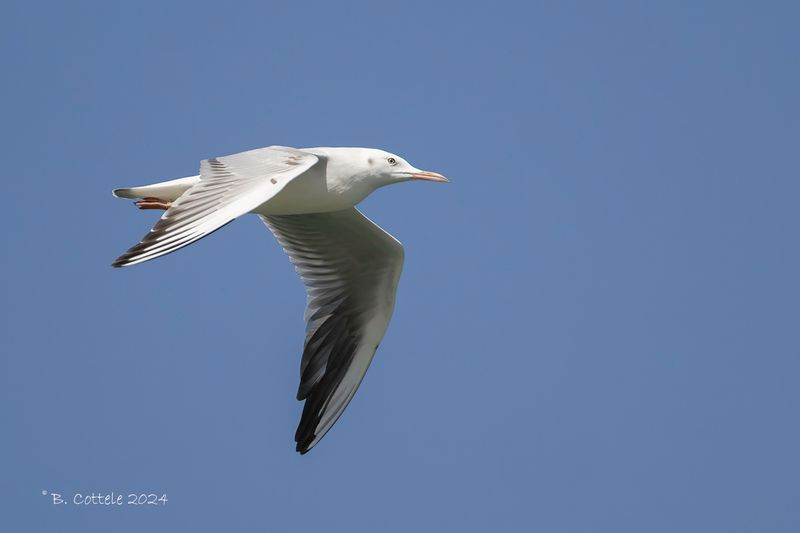 Dunbekmeeuw - Slender-billed gull - Chroicocephalus genei