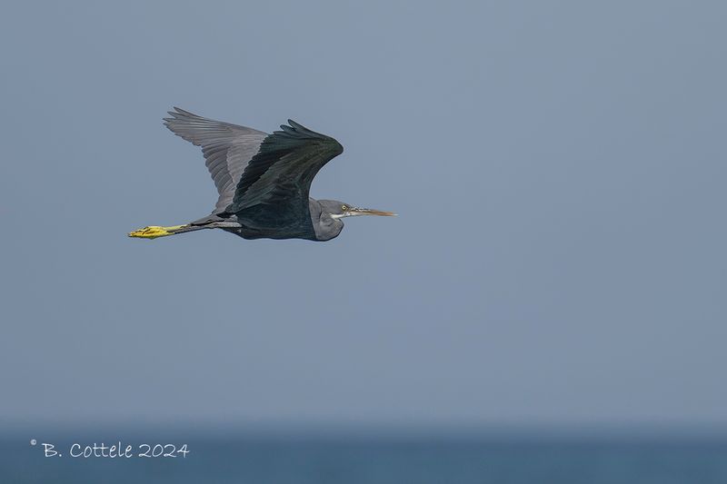 Westelijke rifreiger - Western reef heron - Egretta gularis