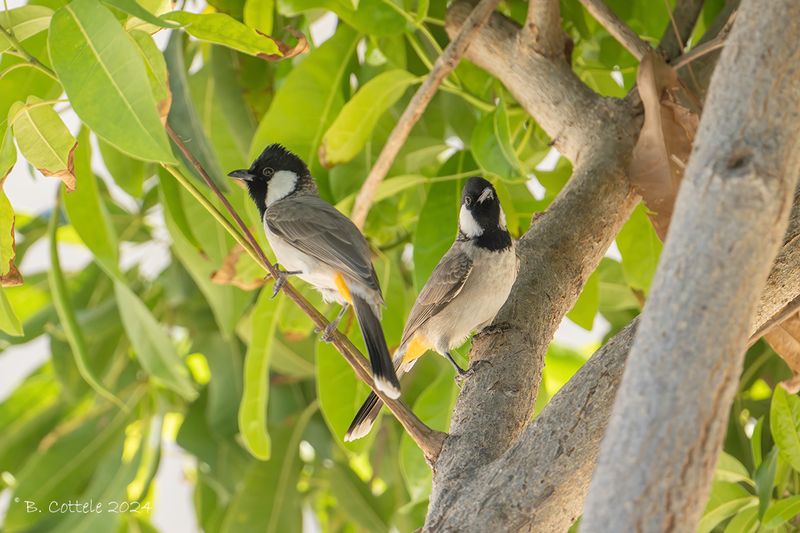 Witoorbuulbuul - White-eared bulbul - Pycnonotus leucotis