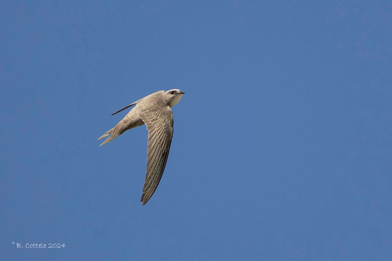 Vale gierzwaluw - Pallid swift - Apus pallidus