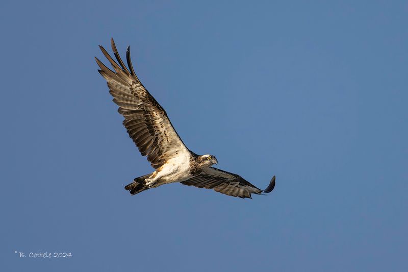 Visarend - Osprey - Pandion haliaetus