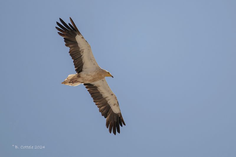 Aasgier - Egyptian vulture - Neophron percnopterus