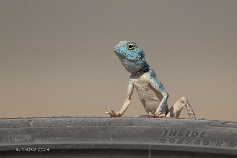 East Arabian desert agama - Pseudotrapelus jensvindumi