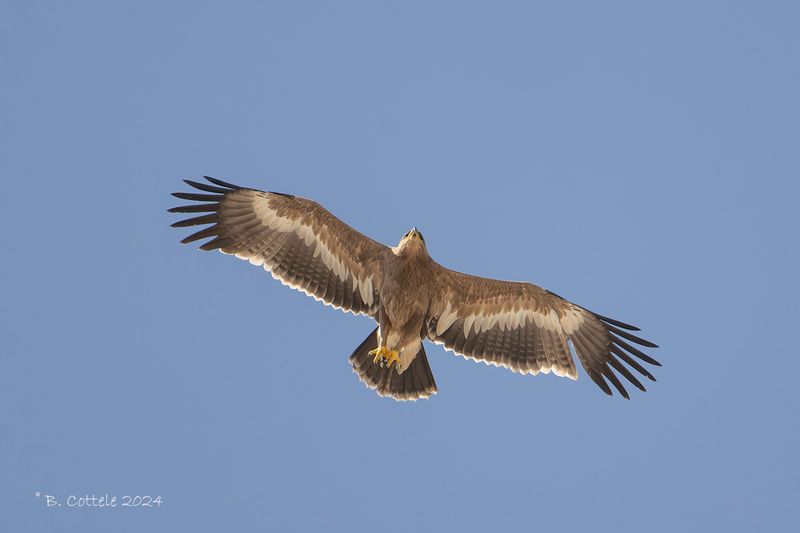 Steppearend - Steppe eagle - Quila nipalensis